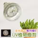 【JIUNPEY 君沛】15W 紫外線UV全光譜 E27植物燈泡(植物生長燈)