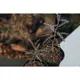 酉 5pm / 索島乳香 Boswellia socotrana 實生小苗 塊根植物 多肉植物 乳香 橄欖 沒藥