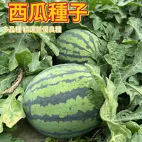 在飛比找蝦皮購物優惠-🌻向友農種業🌻【西瓜種子】全網品種最多  十多款西瓜種子 巨