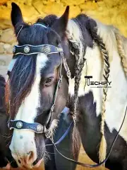 Horse Leather Western Bridle Sidepull Bitless Bridle w Reins Conchos dressage