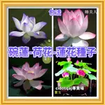 【💕台灣💋-桃園專賣園】百分之99發芽率 碗蓮-荷花-蓮花-種子 48個品種-碗蓮種籽-新店促銷-限時特價