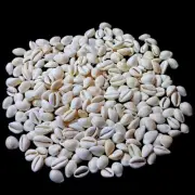 White Cowrie Natural Shells For Crafts Art Decor jewellery approx. 100 pcs