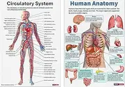 Muscle Anatomy Poster - 16X Nervous Posters,Comprehensive Educational Anatomical Charts For Studying Teaching Students