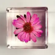 40mm Real Purple Coneflower in Lucite Cube Anniversary Mother's Day Gift Flower