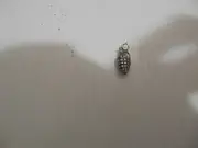 LAPEL SHIRT HAT PIN OR FOR A NECKLACE HAND GRENADE ABOUT 3/4 INCH