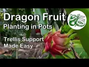 Buy Dragon Fruit - Pitaya Fruiting Cactus - Hylocereus sp