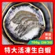 【勤饌好食】特大 活凍 生白蝦 26/30(毛重700g淨重500g/盒)冷凍 白蝦 蝦子 大白蝦 S15C13