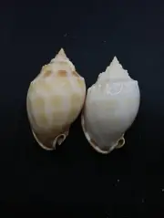 2 x phalium bandatum sea shells Hermit crab Collector home decor #11894