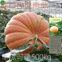 在飛比找蝦皮購物優惠-🌱特大南瓜種子 美國巨型南瓜種籽新品種觀賞食用四季春秋蔬菜種