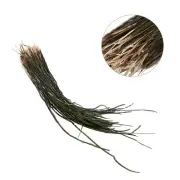 Natural Peacock Herl Feather Wire Peacock Tied 10-18cm(Approx) 200Pcs/Bag