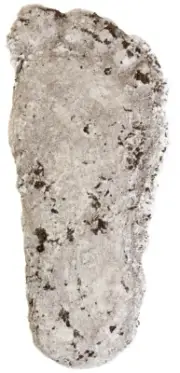 Arcane Artifacts Bigfoot Track Casting FULL SIZE Footprint Sasquatch NOT PLASTER
