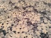 Fabric Hydrangea 7553-Ice Blue, sold by the yard