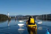 Canberra to Coast Kayak Tour with Oyster Tasting - Canberra