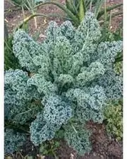 Kale Dwarf Blue Curled (50 Seeds)
