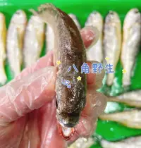 在飛比找樂天市場購物網優惠-【天天來海鮮】馬祖野生冰鮮小黃魚 重量：1公斤（約16-18