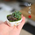 🌳新款盆栽🌳虎耳草盆栽桌面迷你綠植茶室辦公桌小盆景四季常綠好養山野草植物