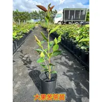 在飛比找蝦皮購物優惠-小果苦茶苗高度20-30公分原價100特價一棵70