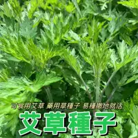 在飛比找蝦皮購物優惠-🔥✨蝦皮熱銷【開發票】收據【艾草種子】香艾 艾蒿種子籽 四季