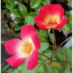玫森 鷄尾酒玫瑰花 蔓性玫瑰花5吋盆 觀花植物