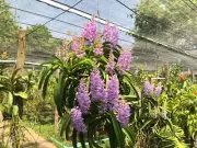 Last One!! Vanda (Orchid Coelestis ‘Blue’) – Fragrant Thai Native Hanging Orchid