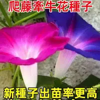 在飛比找蝦皮購物優惠-爬藤 牽牛花種子 喇叭花  陽台庭院垂吊盆栽 多年生牽牛花種