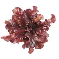 在飛比找蝦皮購物優惠-紅寶石萵苣種子~Ruby Red Lettuce~兼具美學和