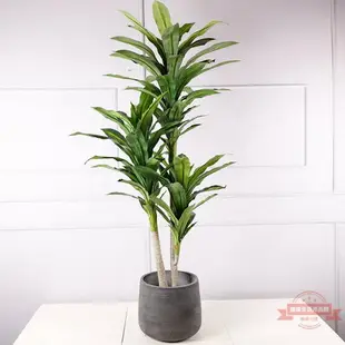 仿真巴西鐵樹 客廳裝飾仿真植物盆栽 龍血鐵樹 櫥窗裝飾綠植盆栽