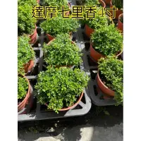 在飛比找蝦皮購物優惠-一葉植富 達摩七里香3吋盆特價一棵180元