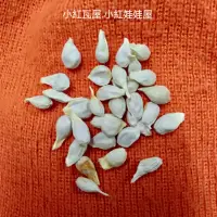 在飛比找蝦皮購物優惠-小紅瓦屋.皮很薄的橘子種子6粒4元(花苗種子樹苗)