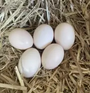 FERTILE SILKIE EGGS, Purebred Silkie Chicken Eggs X 12Fertile Eggs- Express Post