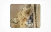 Cute Orange Sly Fox Sleeping Non-Slip Rubber Base Desk Small Mouse PAD for Office Dorm Computer LAPTOPS PC (20 x 24 cm) | (7.87 x 9.44 in)