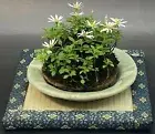 Mini small TATAMI Bonsai Figure Vase Display Stand Mats Carpet Arabesque Japan