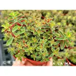 SA LA MA多肉【紅蘋果椒草】3吋盆 多肉植物| 景天科| 療癒植物