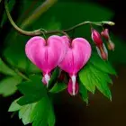 Bleeding Heart Mix Dicentra Spectabilis seeds Garden Perennial 20Pcs