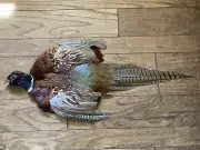 Rooster RINGNECK PHEASANT Full SKIN 2 Wings Tail Feathers Wall Art Man Cave