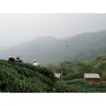 茗揚四海：合歡山高冷茶產銷履歷茶🍵