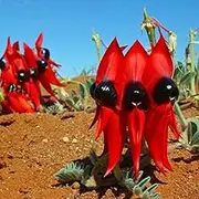 10+ Sturts Desert Pea Seeds for Home Gardening and Planting Seeds