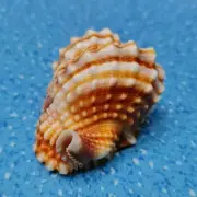 1X Natural Conch Shells Landscape Sea Snail Aquarium Fish Tank Ornament Decor