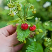 Strawberry - Baron Solemacher (Alpine) seeds