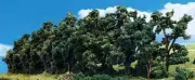 Woodland Scenics TR3582 N/HO Hedge Row 1" - 4" Train Scenery Greenery