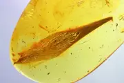Nice 14mm Leaf. Fossil inclusion in Baltic amber stone #9985