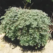 Bagged Japanese Maple Dissectum Shojo Shidare - Acer palmatum