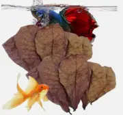 100pcs Catappa Almond Leaves Fish Aquarium Care Ketapang Leaf Shrimp Betta