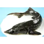 【萬象極品】活凍鱘龍魚(活體重約900G~1100G)~教您做鱘龍魚料理~自古以來視為滋補養生聖品~ 珍貴的美味佳餚