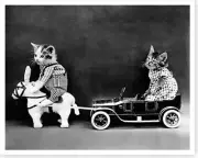 1914 Kitten Cat In Toy Car Getting Towed By Toy Mule Silver Halide Photo