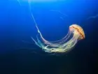 wall poster room decor sealife jellyfish nautical art poster