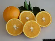 Dwarf Orange Hamlin Tree -