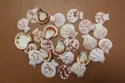 PLICATES Seashells, Multi - Color Shells, Upscale Shell Craft Projects, SS-488