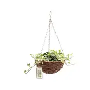 Urban Wild 230mm Brown Cane Hanging Basket With Indoor Plant