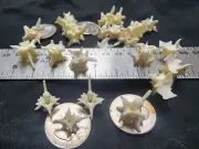 Western Diamondback Rattlesnake Snake Vertebrae Bone Jewelry 25 X-Large V52